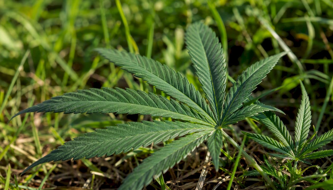 CBD sans effet psychotrope : ce qu'il faut savoir en France 2 Feuilles de chanvre vertes en gros plan