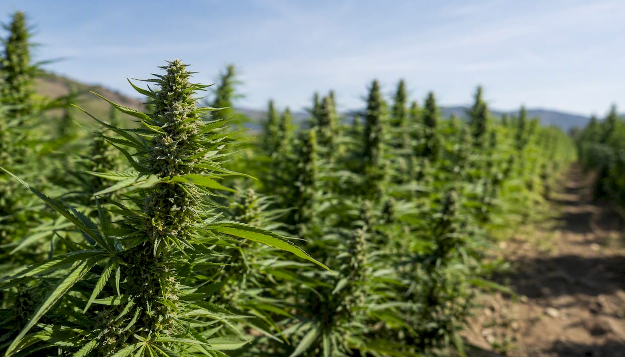 Cannabidiol définition : ce qu'il faut savoir en France 2 Un champ de chanvre en pleine floraison, offrant un paysage verdoyant et parfumé.