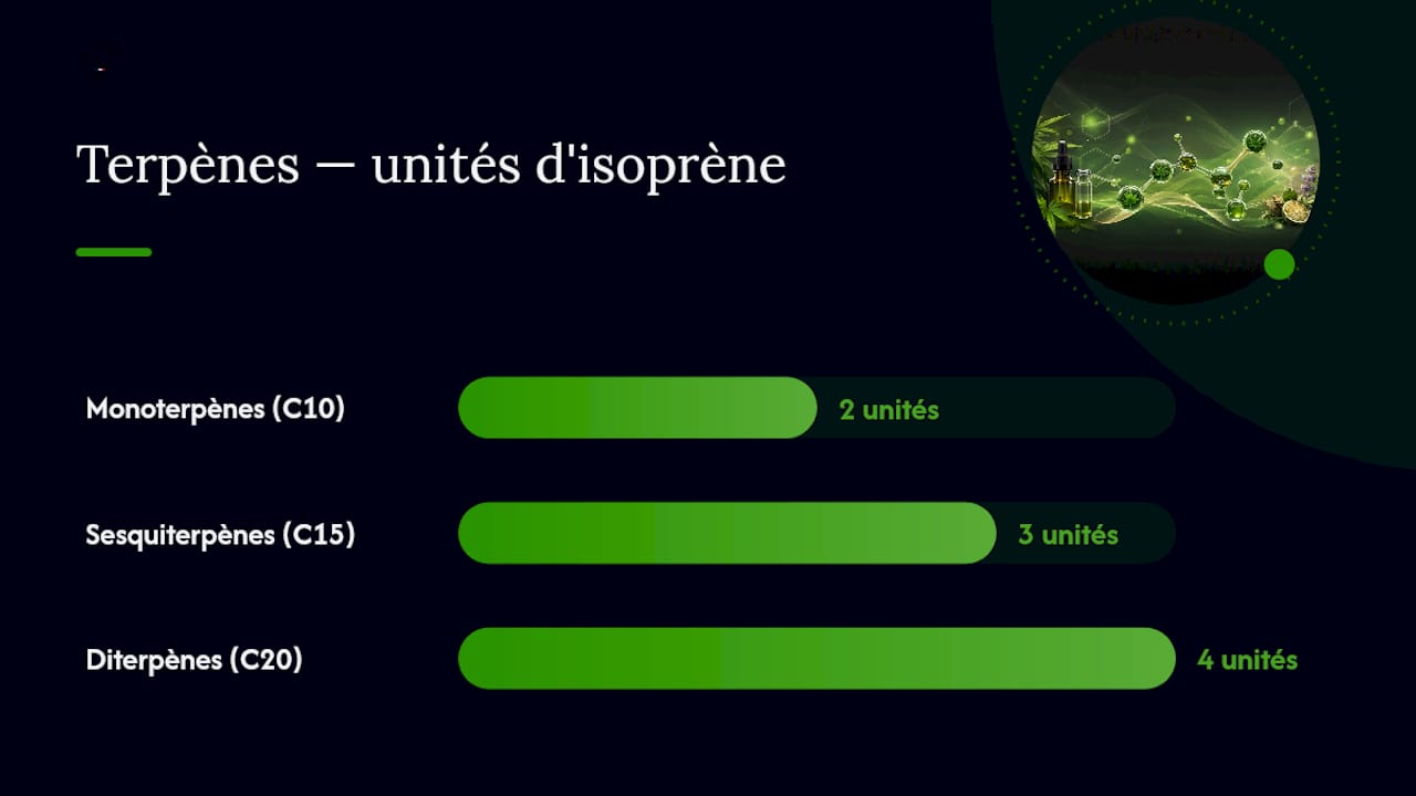 Hanfterpene: Rolle, Wirkungen und Einkaufsratgeber 2 Was ist ein Terpen und welche Rolle spielt es in Hanf? – Übersichtsdiagramm