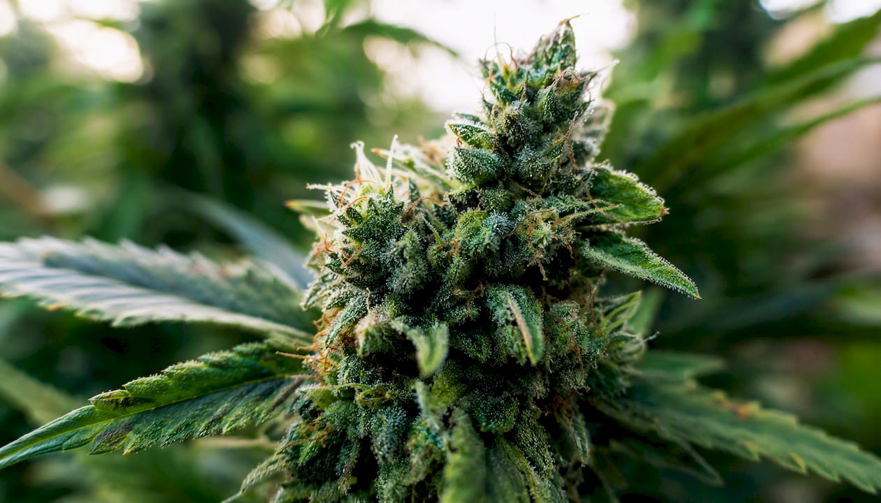 Cannabinoid safety in France: prevention guide 2026 2 A closer look at the hemp flowers still on the plant