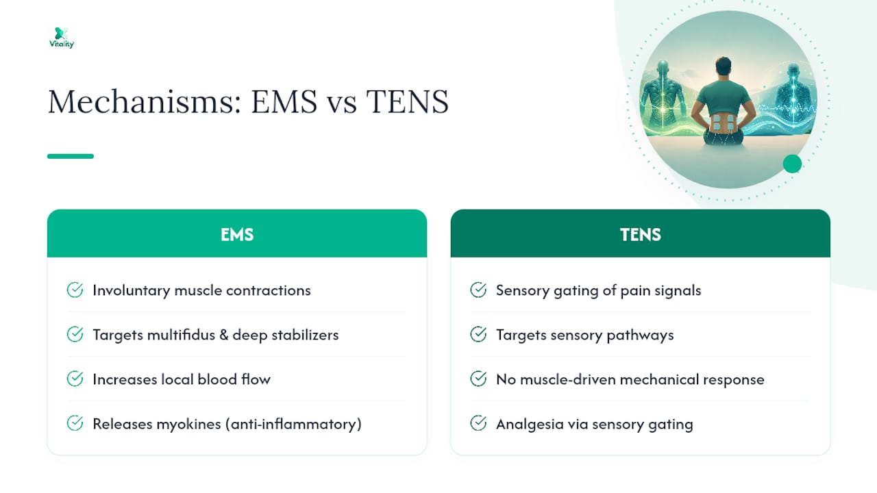 Diagram showing EMS muscle activation and localized pain relief