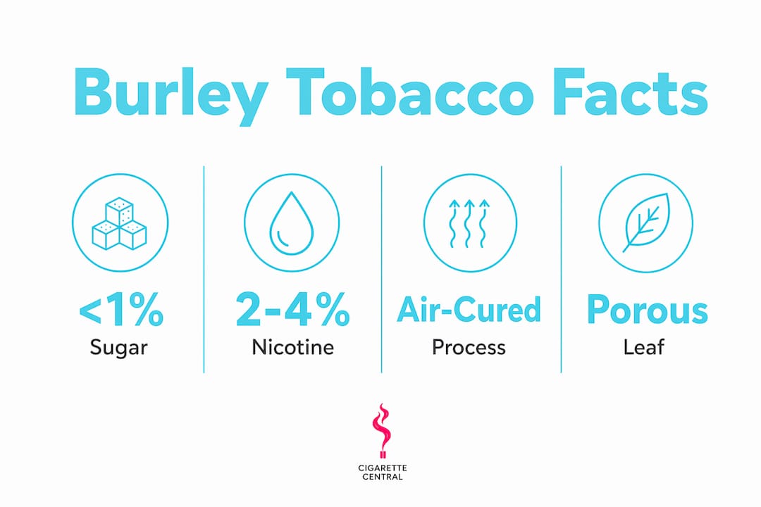 Infographic highlighting key burley tobacco characteristics