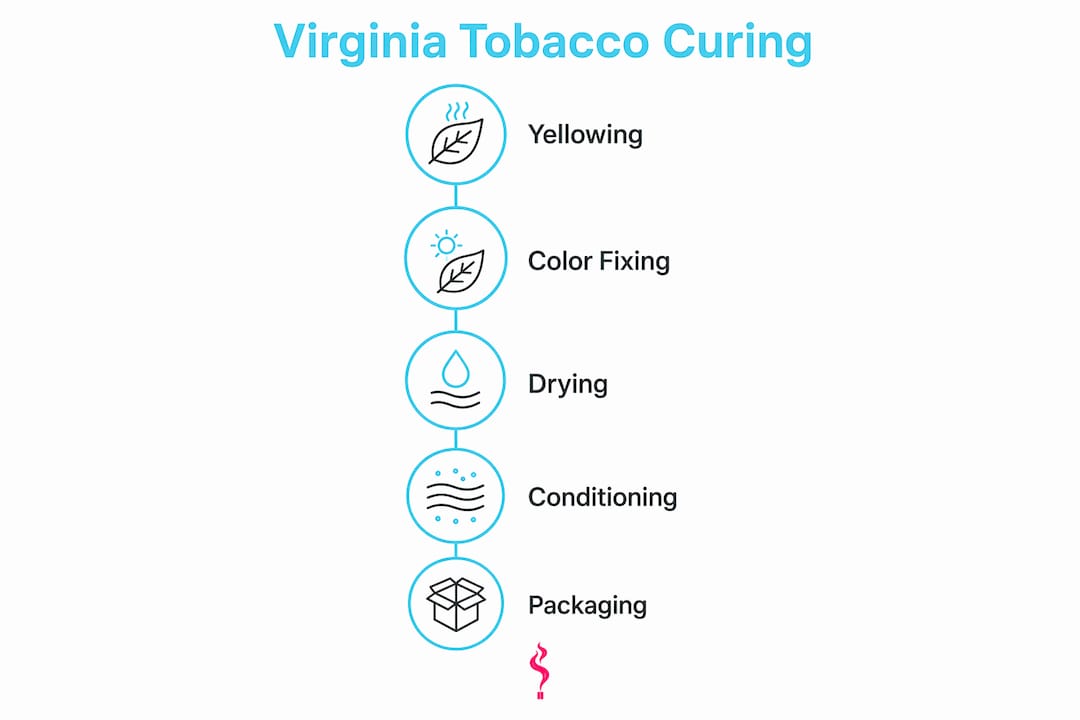 Infographic showing Virginia tobacco curing stages