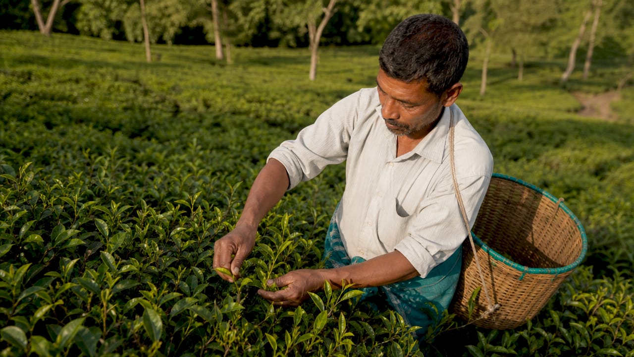Tea farmer inspecting leaves in Assam plantation