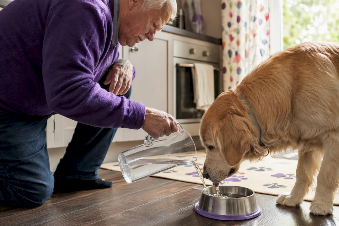 Elderly pet owner pouring dog water