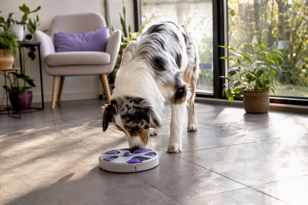 Dog playing with treat puzzle toy