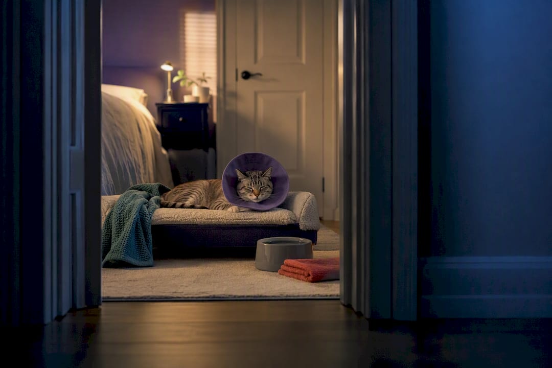 Recovering cat resting safely at home