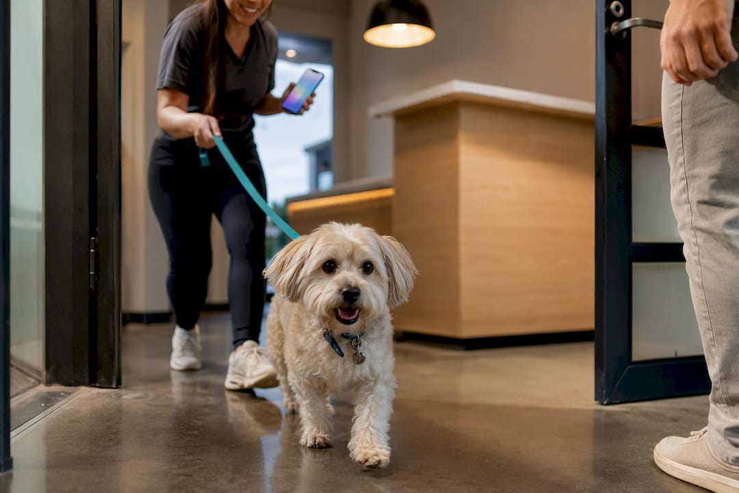 Dog entering a pet boarding facility