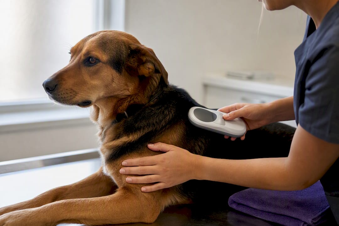 Veterinarian scanning dog for microchip