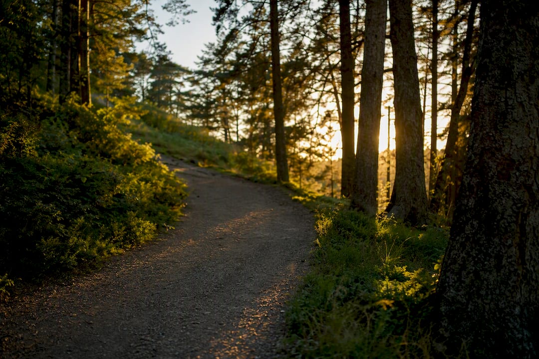 Forest path with sunlight filtering trees