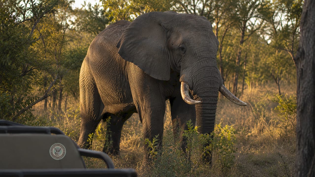 Close-up side profile of elephant in African bush