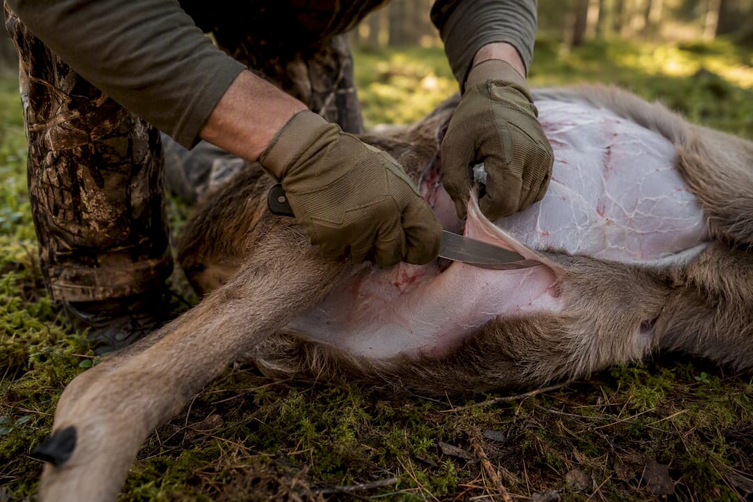 Hands skinning deer carcass skin side down