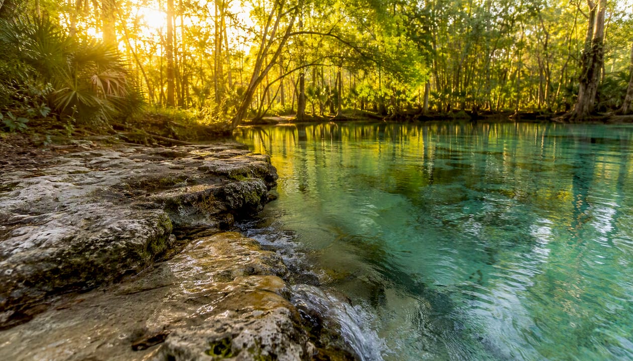 Natural spring water and greenery in Florida