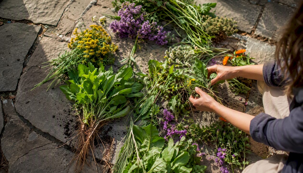 Close-up of wild herbs and flowers on table
