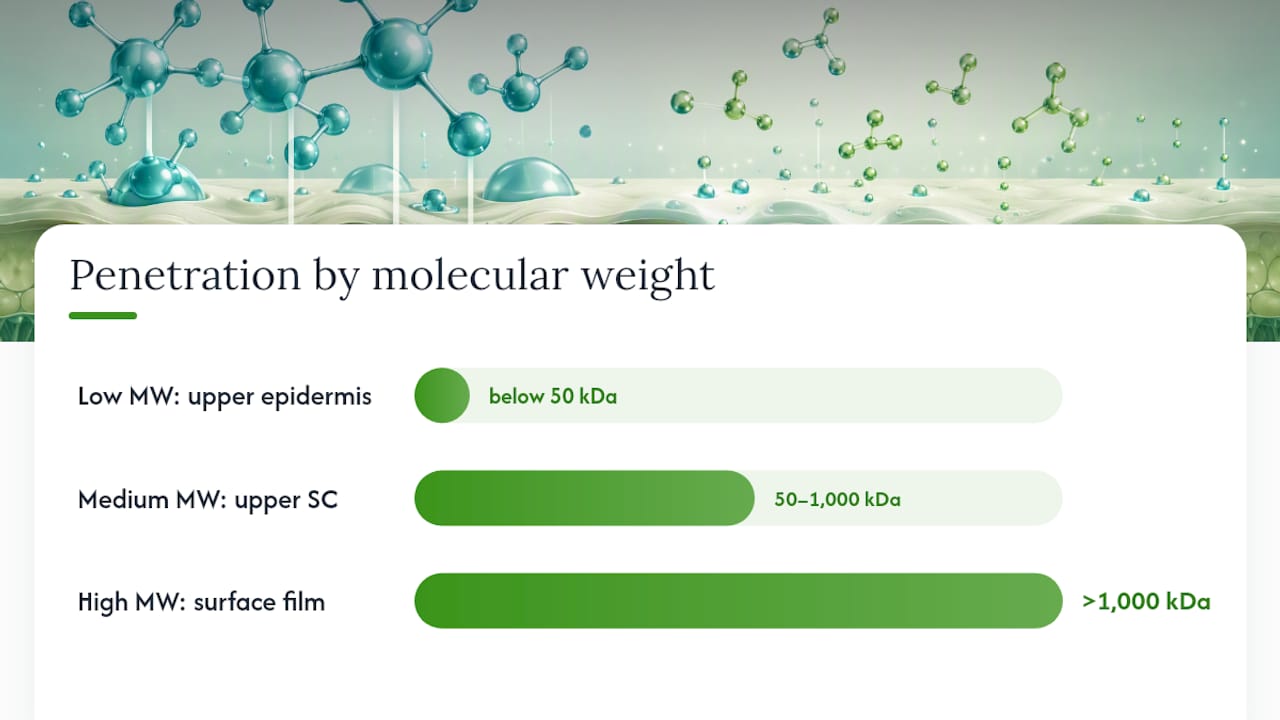 Diagram of HA molecular weight and skin effects