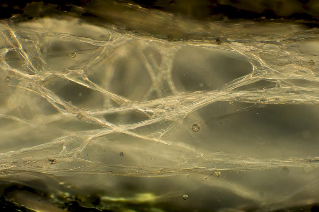 Microscopic collagen fibers in skin