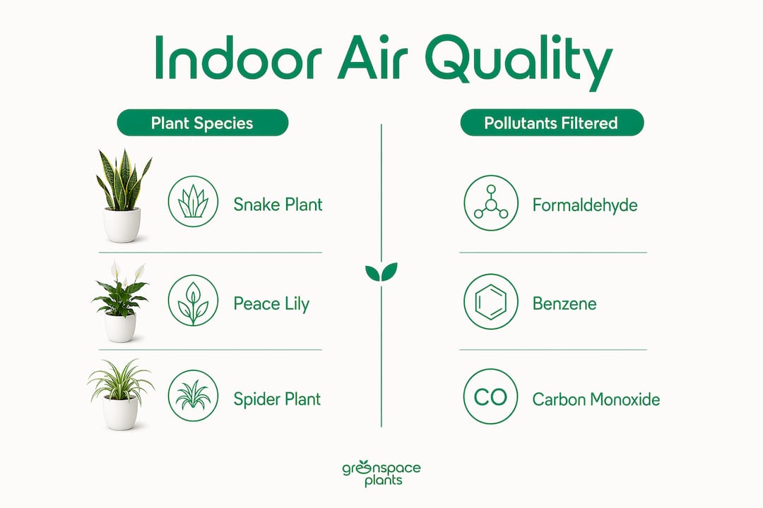Infographic comparing plants and pollutants filtered for air quality