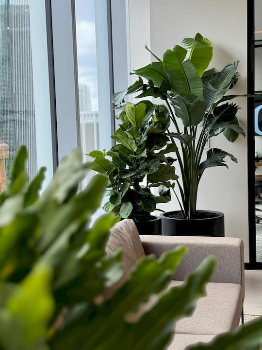 Man reviewing reports near office plants