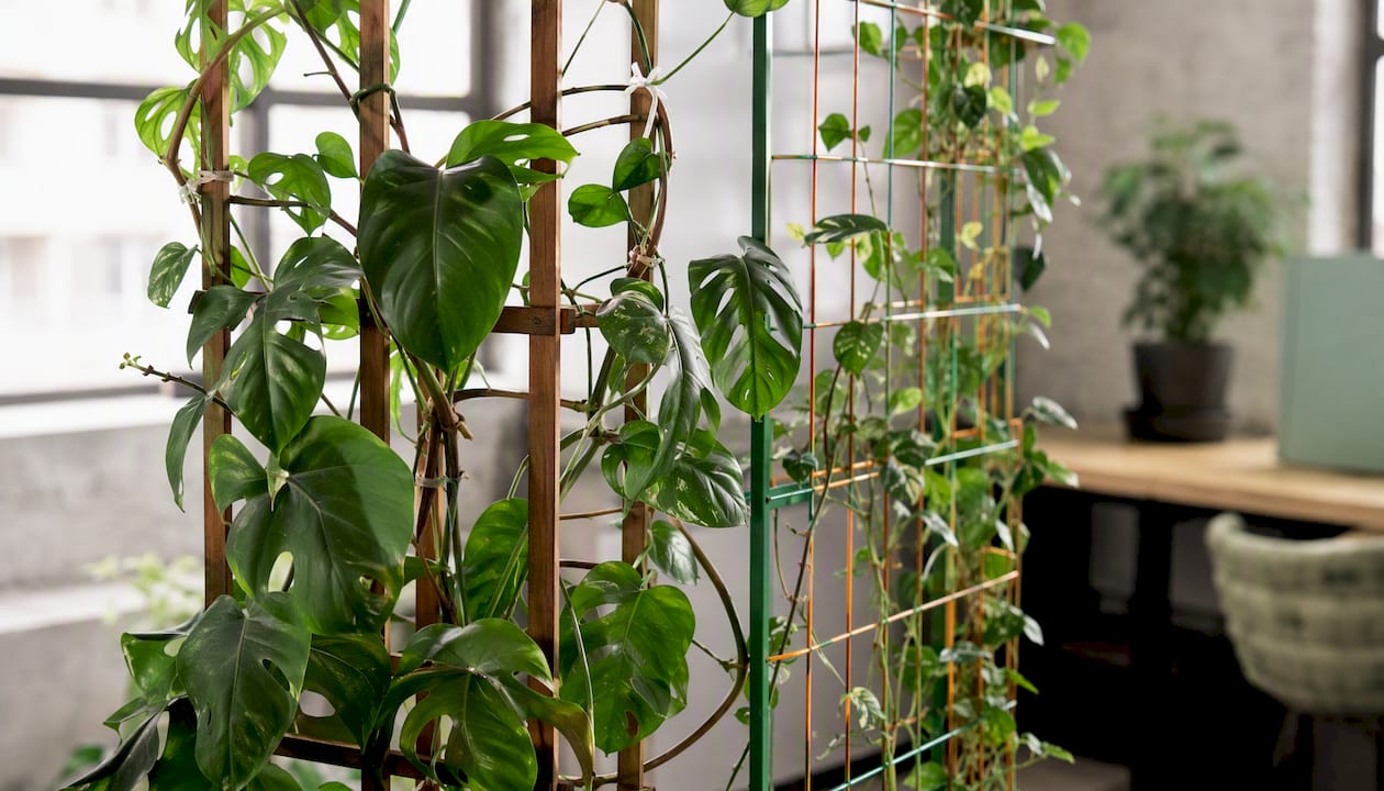 Indoor creeper and climber plants on supports