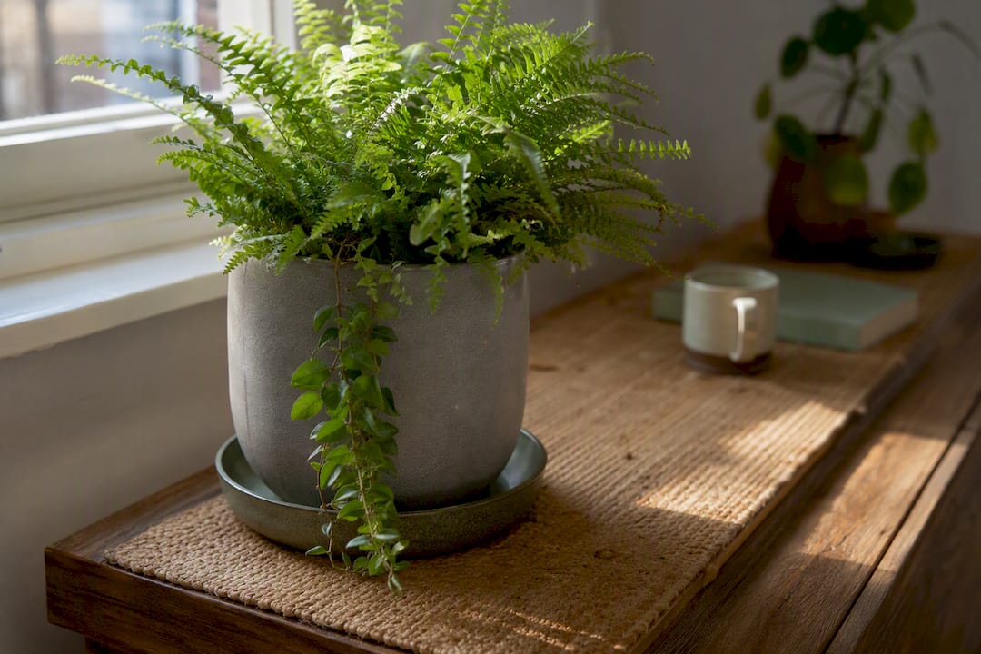 Close-up of workspace plant pot with cable clip and textured mat