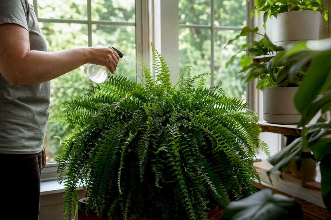 Hand misting Boston Fern near bright window