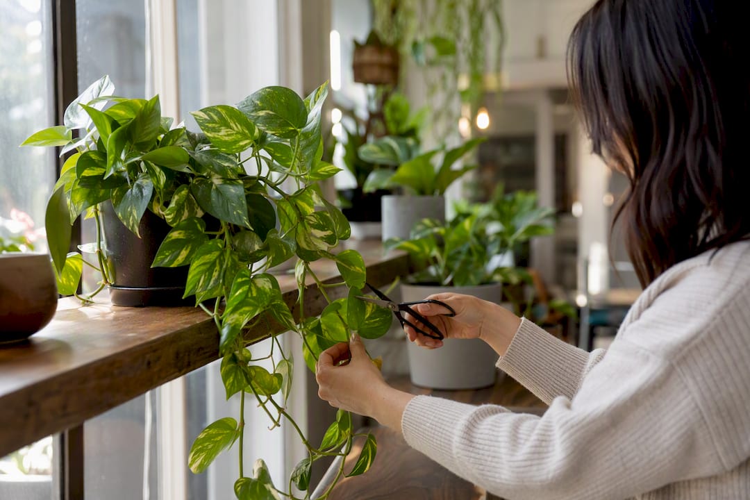 Hand pruning Golden Pothos trailing leaves indoors