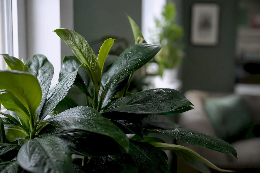 Indoor plant leaves showing subtle moisture under light