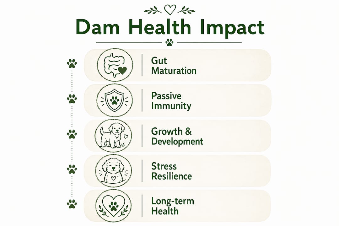 Infographic showing stages of dam health impact on puppies