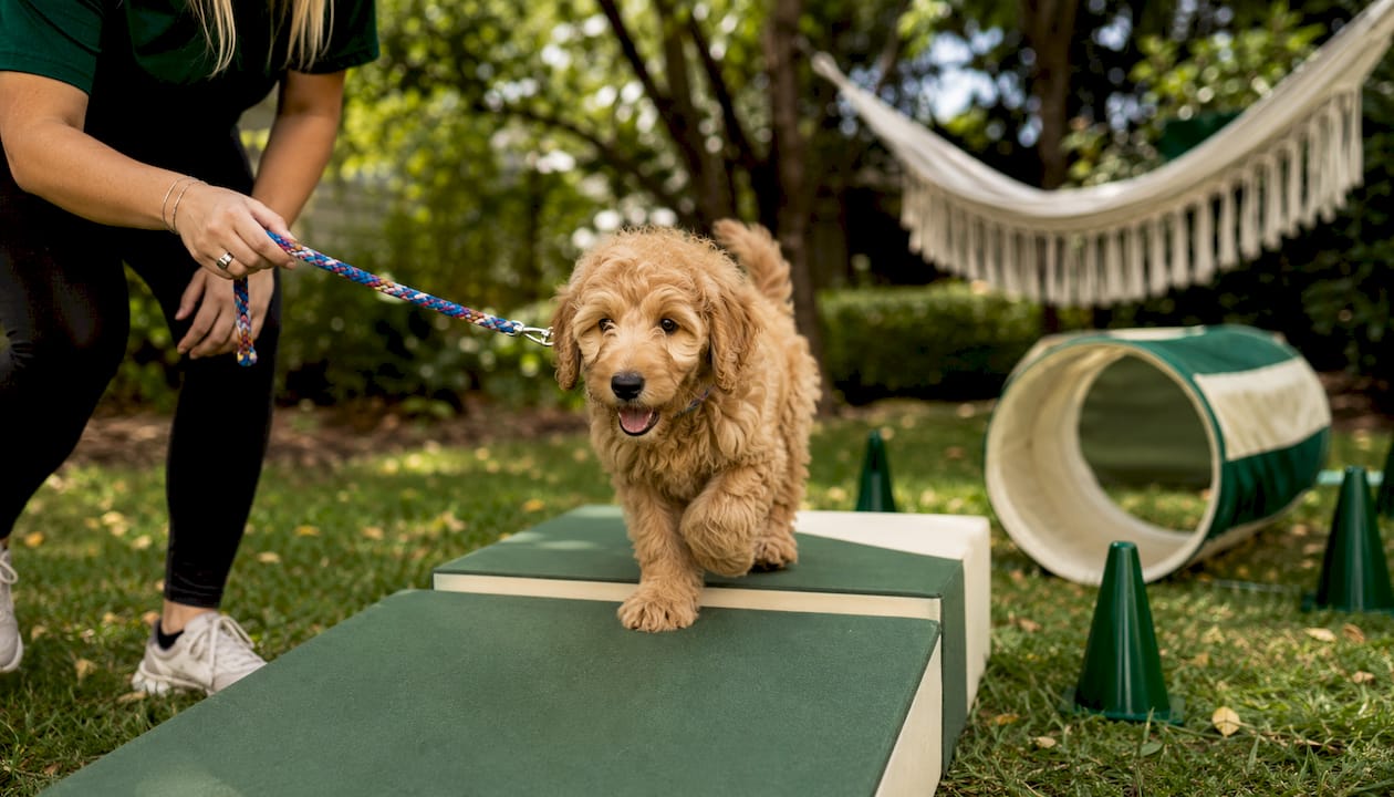 Doodle puppy navigating mini obstacle course outdoors