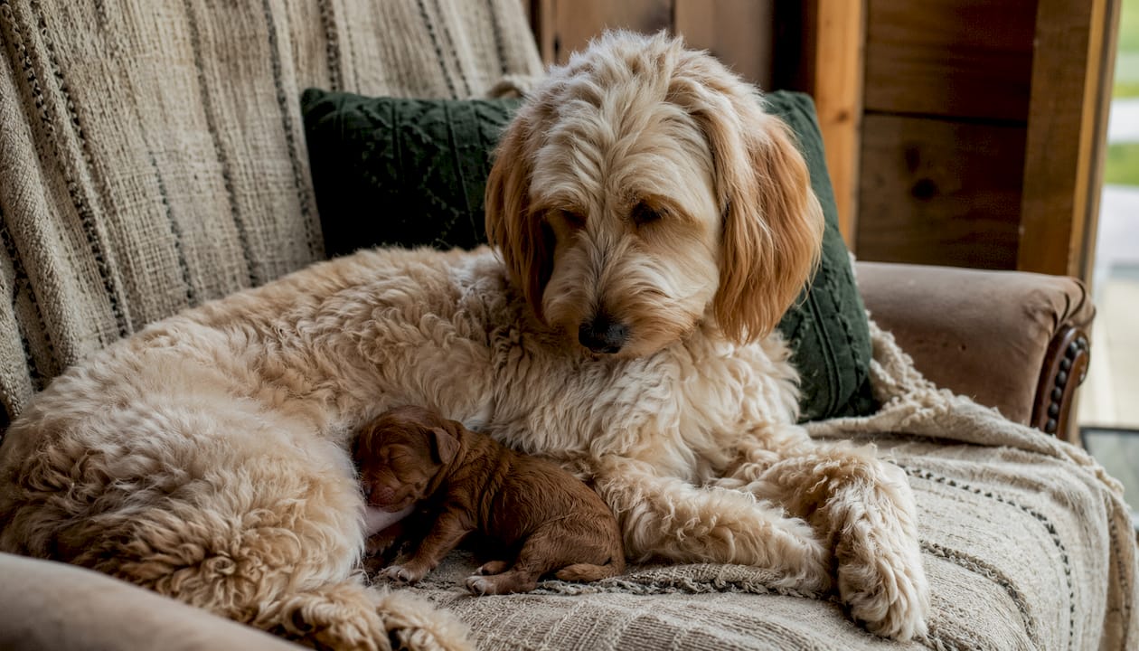 Mother dog licking newborn puppy closely