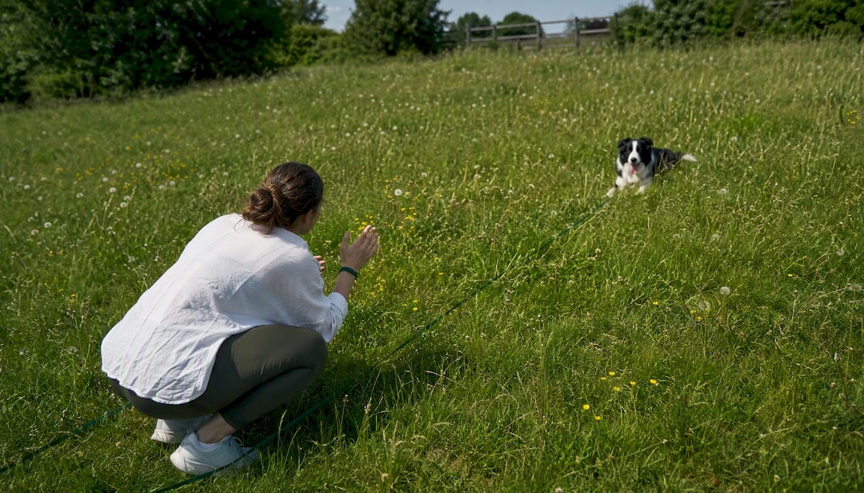Woman training border collie on long-line leash in field
