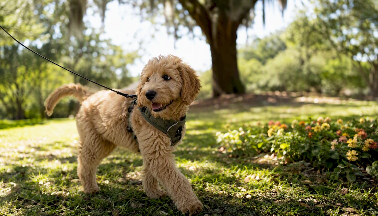 Goldendoodle puppy walking with front-clip harness
