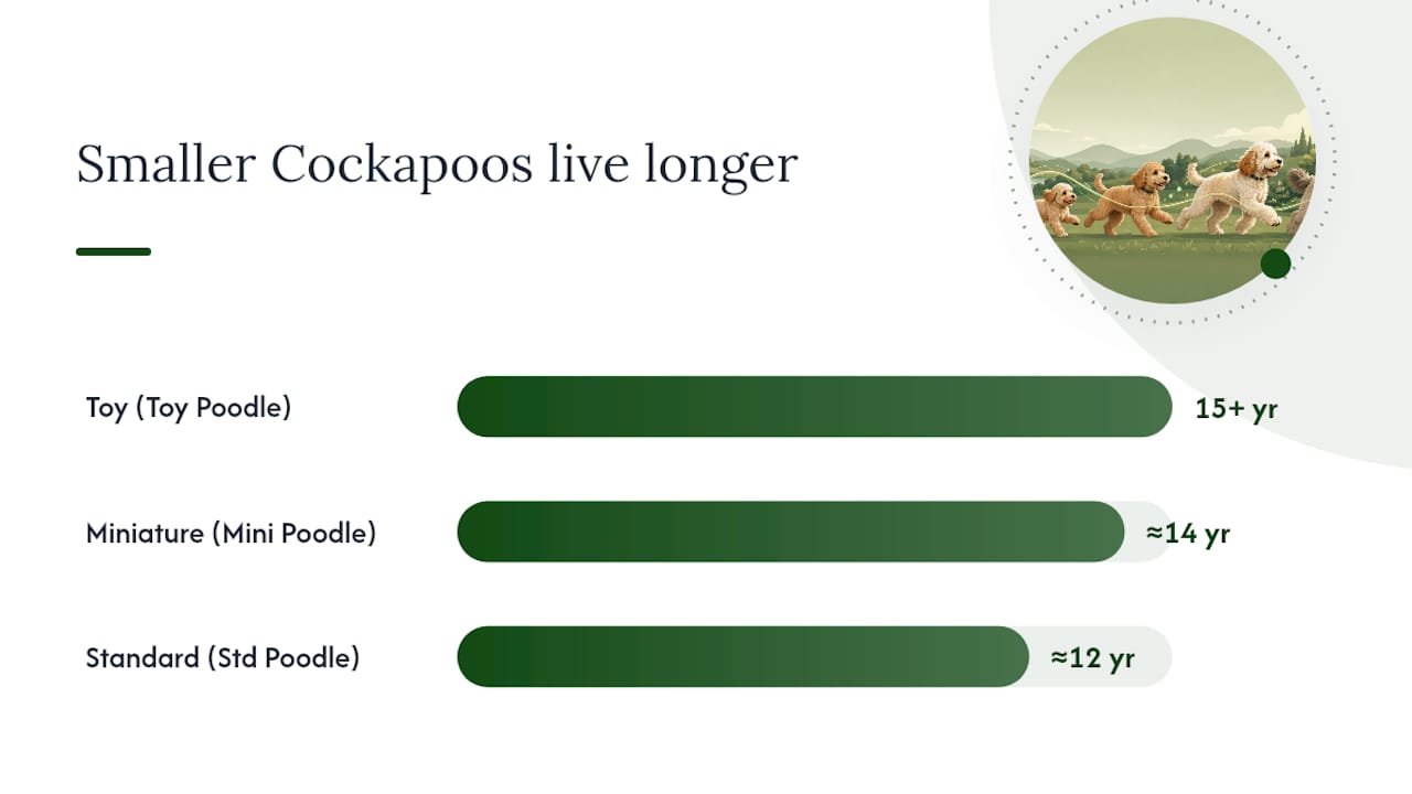 Diagram of Cockapoo lifespan by poodle parent size