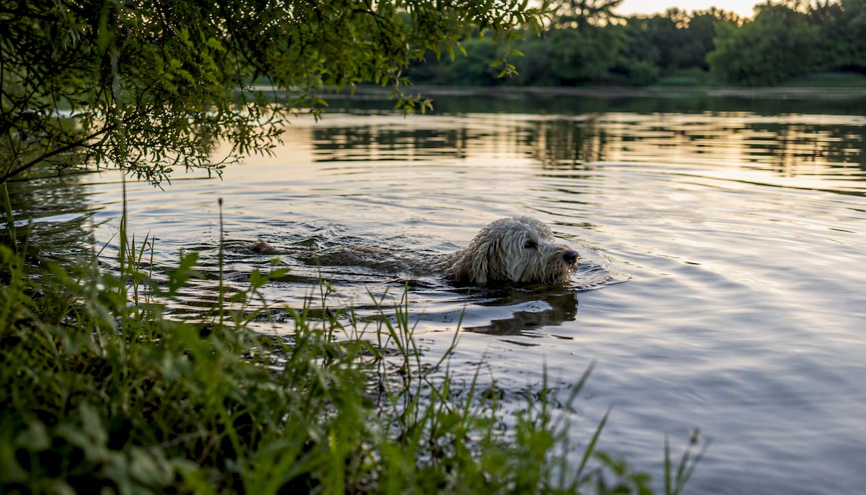 Senior Goldendoodle swimming in pond