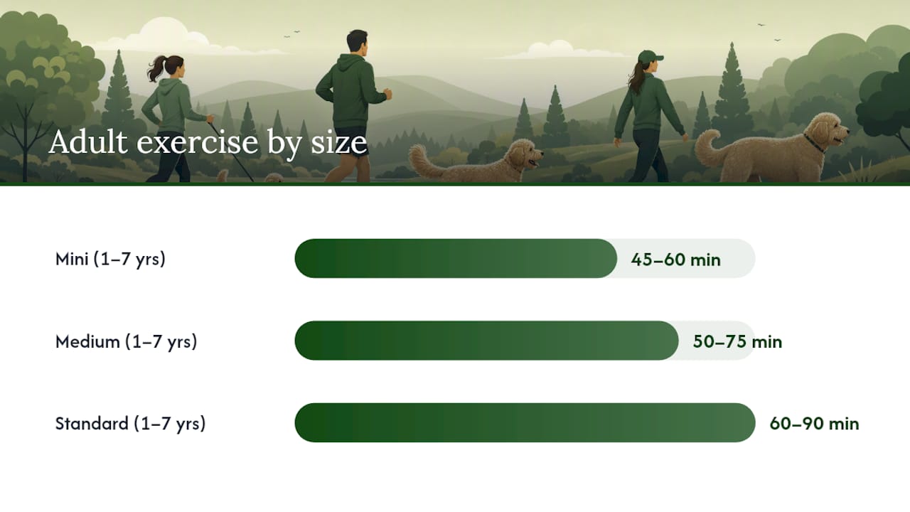 Goldendoodle exercise duration by size and adult age