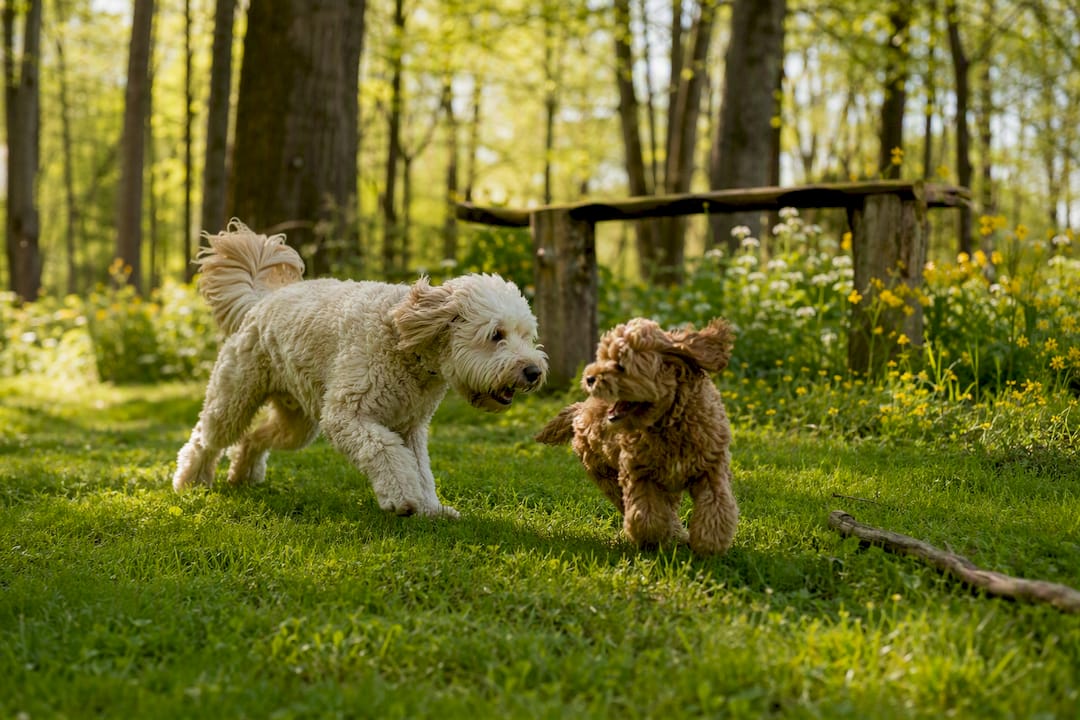 Miniature and standard cockapoo dogs playing outside