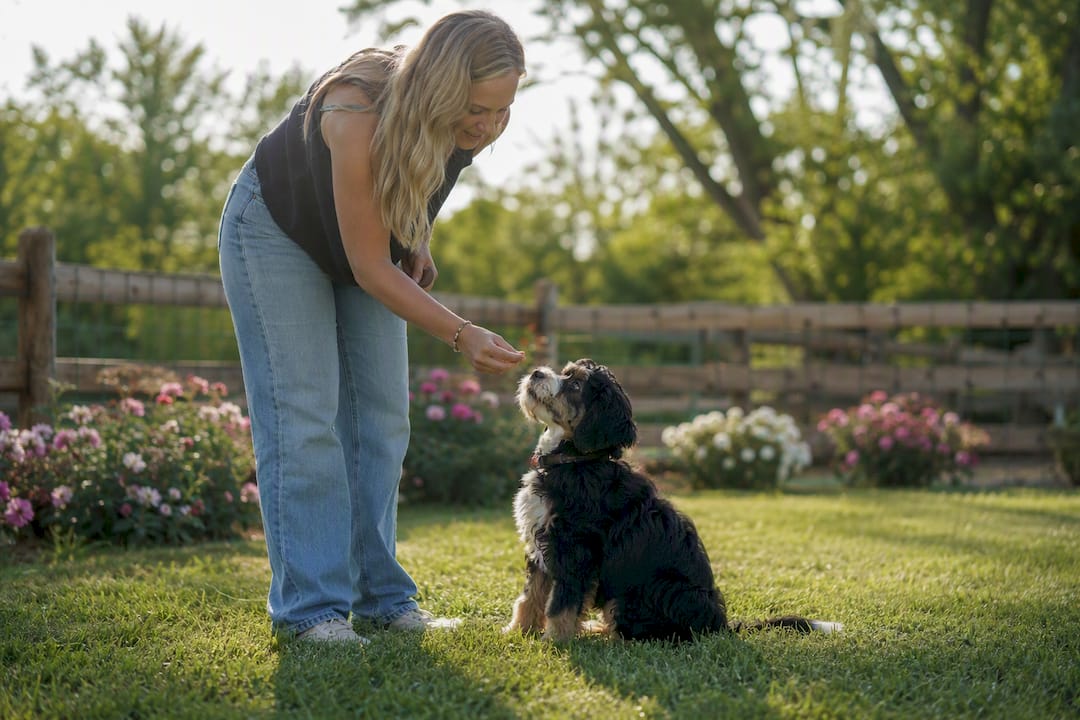 Trainer guiding Bernedoodle puppy obedience outdoors