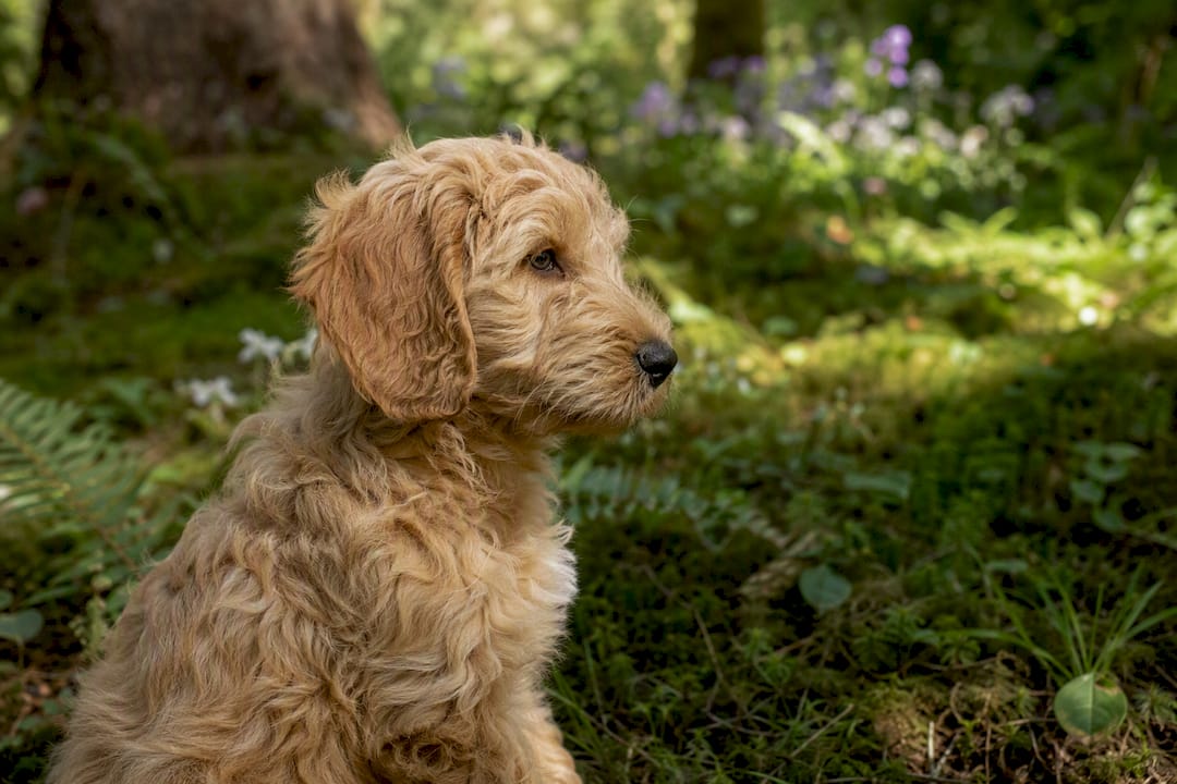 Close-up of curly Goldendoodle puppy coat