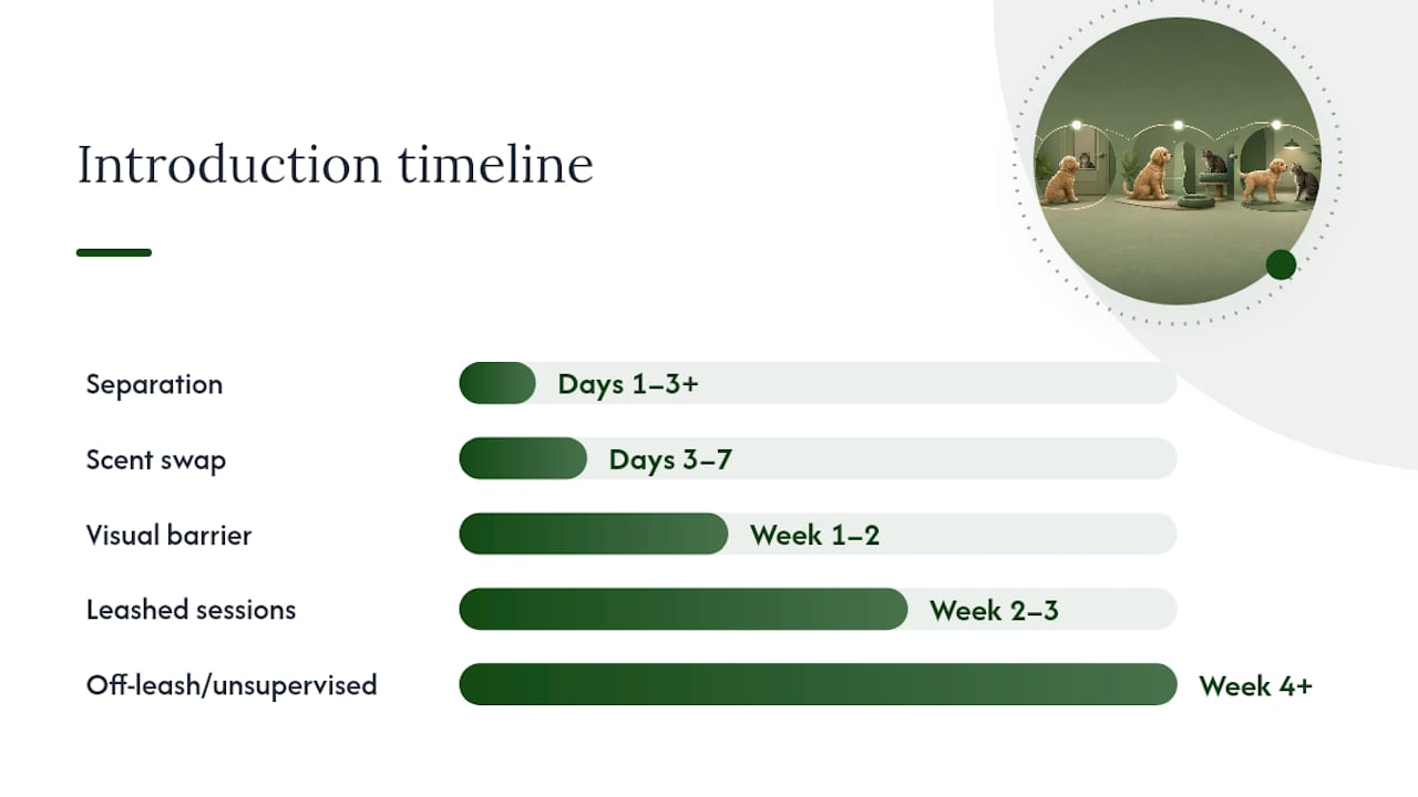 Diagram of staged introduction protocol from separation to supervised time