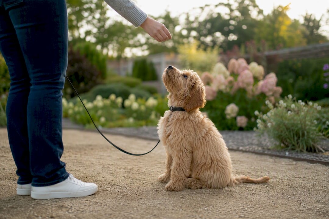 Puppy focused on treat during leash training
