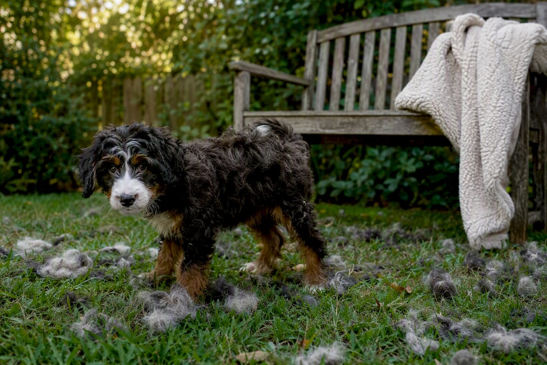 Bernedoodle puppy shedding and losing fur