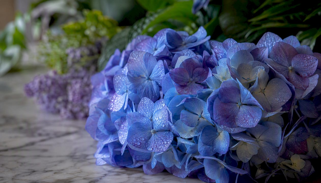 Close-up of hydrangea flower cluster