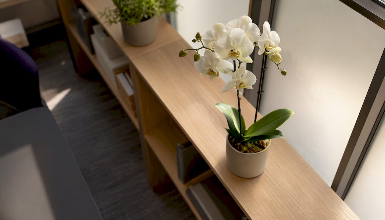 White potted orchid on office shelf