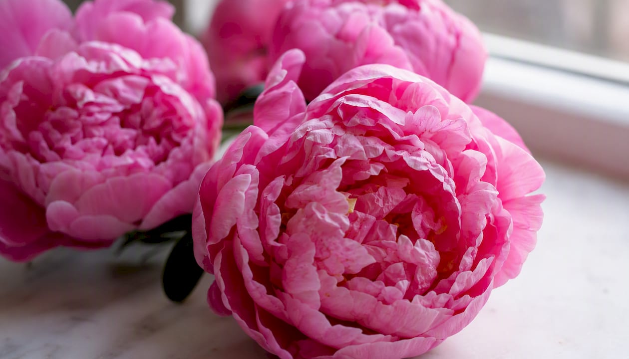 Close-up of pink peonies with layered petals
