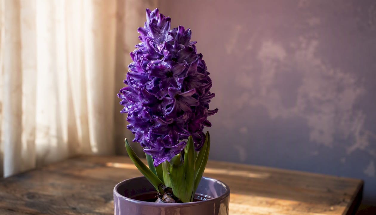 Blooming purple hyacinth bulb in pot