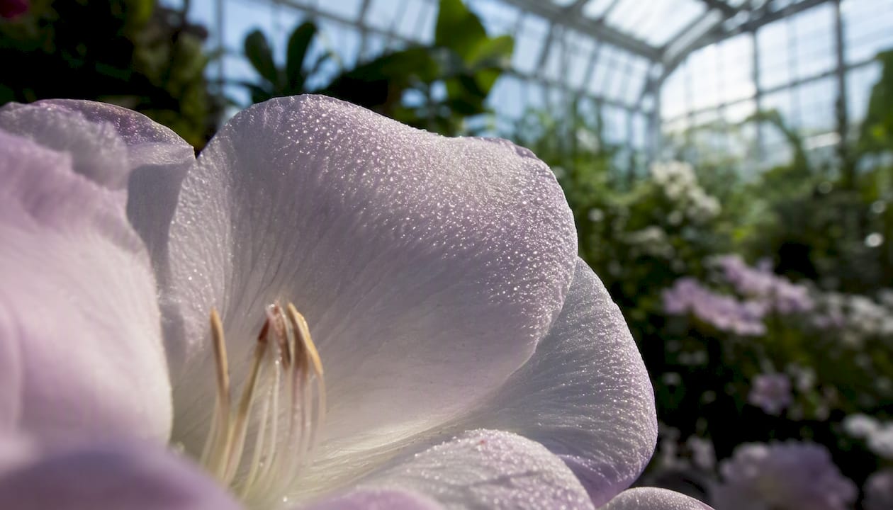 Close-up of flower petals showing scent glands
