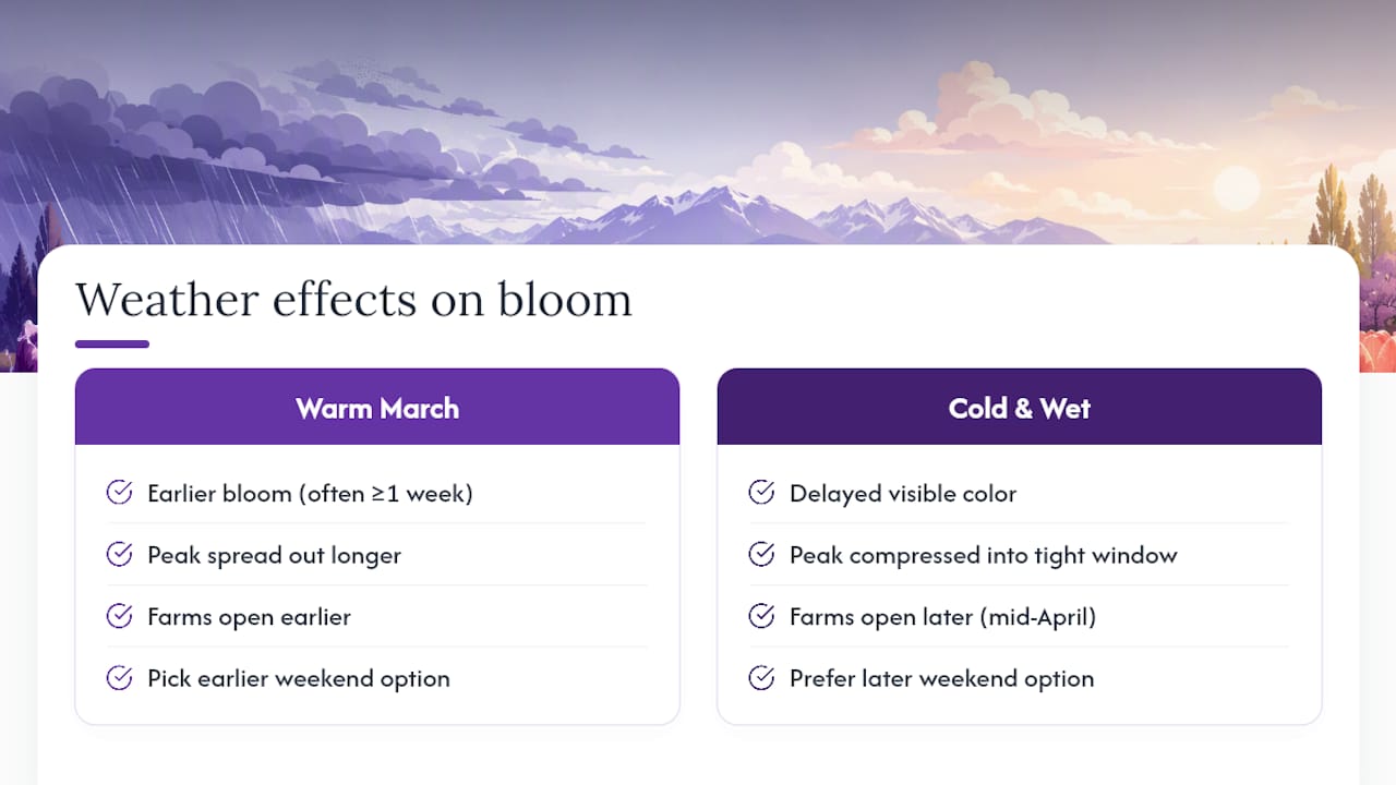 Diagram showing effect of spring temperature on tulip bloom timing