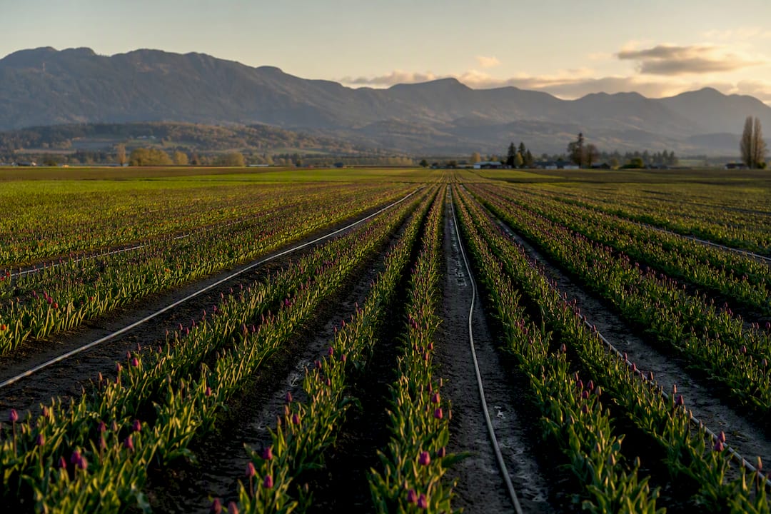 Large irrigated tulip farm in Fraser Valley