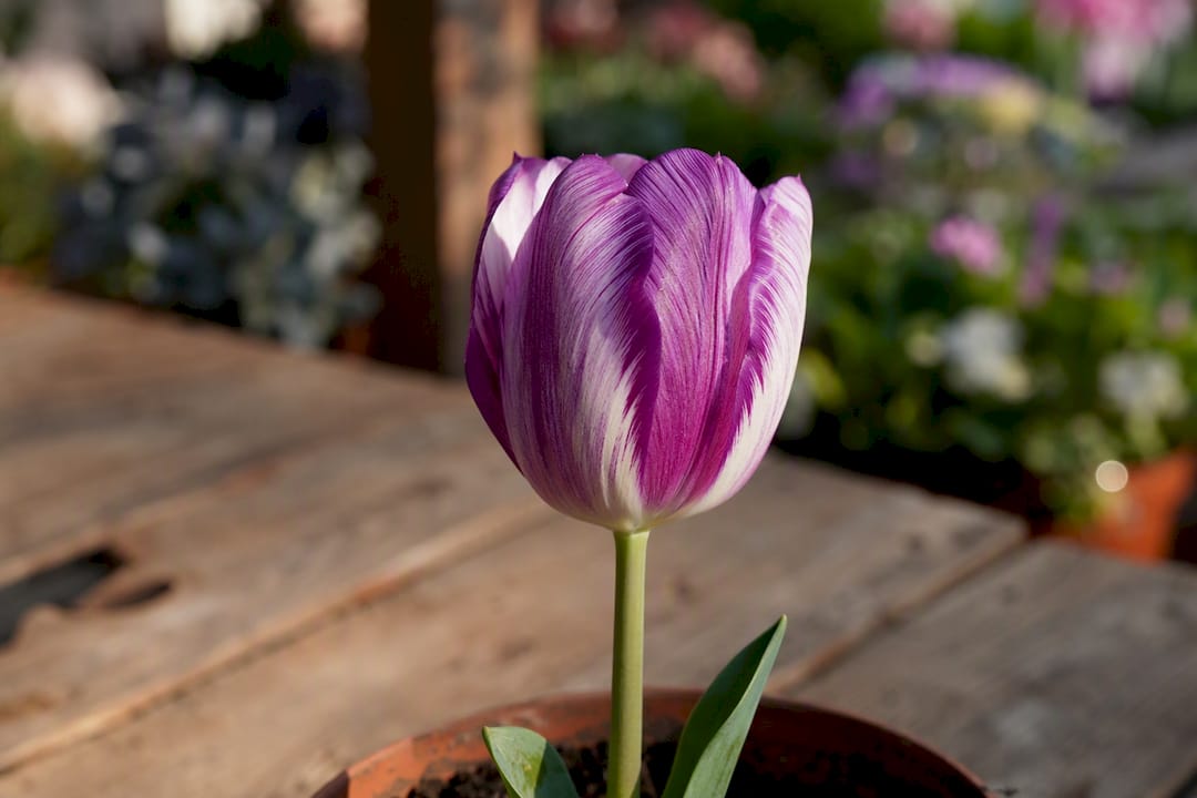 Close-up tulip flower in warm morning light