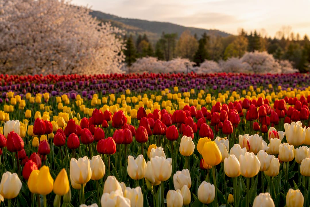 Expansive tulip fields in bloom near Vancouver